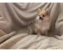 Gorgeous Pomeranian male puppy
