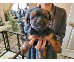 3 Yorkie puppies available