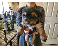 3 Yorkie puppies available - 2