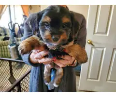 3 Yorkie puppies available - 3