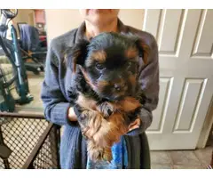 3 Yorkie puppies available - 4