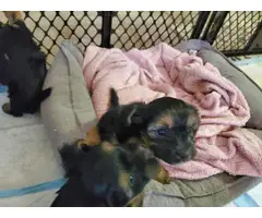 3 Yorkie puppies available - 7