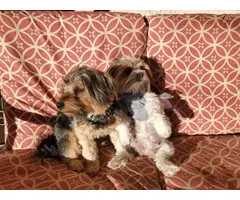 3 Yorkie puppies available - 11