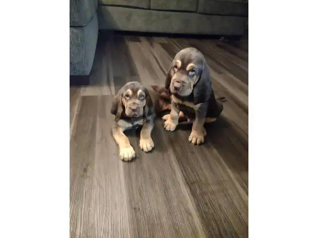 Cute Bloodhound puppies - 1/7