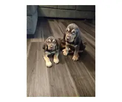 Cute Bloodhound puppies