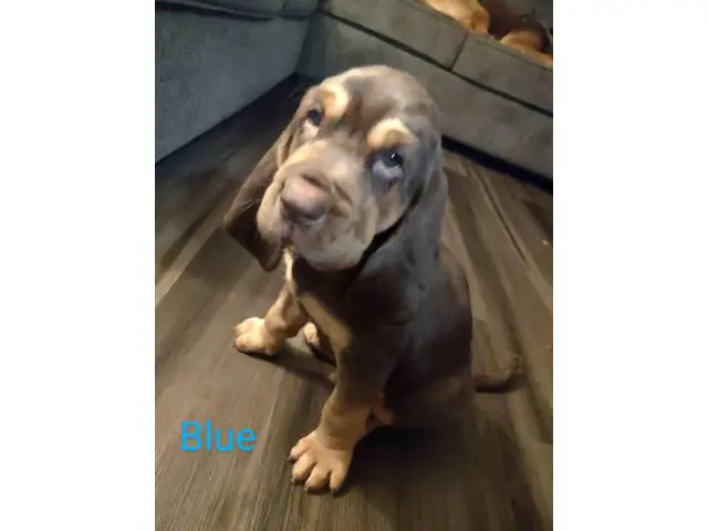 Cute Bloodhound puppies - 2/7