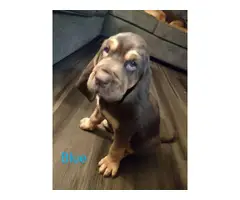 Cute Bloodhound puppies - 2