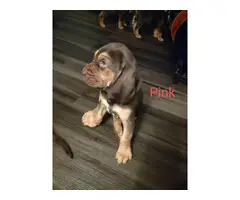 Cute Bloodhound puppies - 3