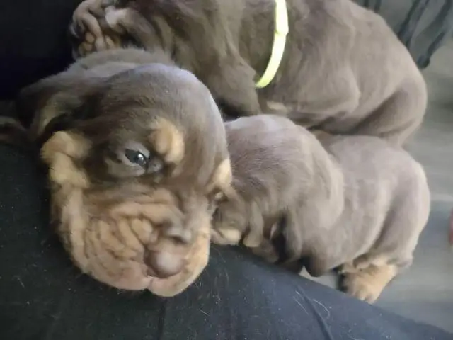 Cute Bloodhound puppies - 4/7