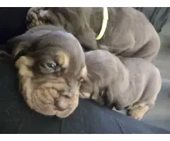 Cute Bloodhound puppies - 4