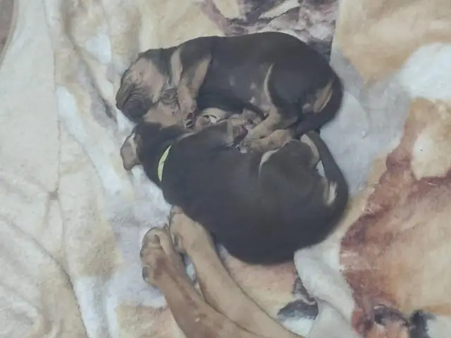 Cute Bloodhound puppies - 7/7