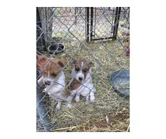 2 Jack Russell Rat Terrier Puppies