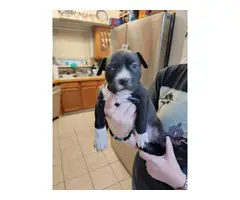 4 blue red noses Pit bull puppies - 16