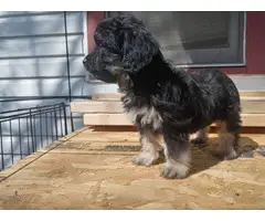 Miniature Schnoodle puppies for sale