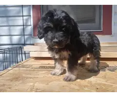 Miniature Schnoodle puppies for sale - 2