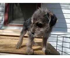 Miniature Schnoodle puppies for sale - 3