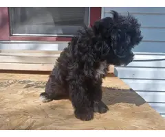 Miniature Schnoodle puppies for sale - 5