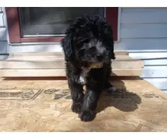 Miniature Schnoodle puppies for sale - 6