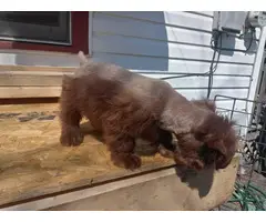 Miniature Schnoodle puppies for sale - 7