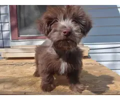 Miniature Schnoodle puppies for sale - 8