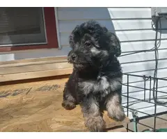 Miniature Schnoodle puppies for sale - 9