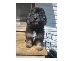Miniature Schnoodle puppies for sale - 10