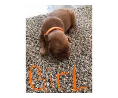 AKC Red Golden Retriever Puppies for Sale - 1