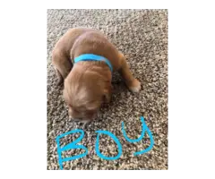 AKC Red Golden Retriever Puppies for Sale - 2