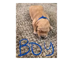 AKC Red Golden Retriever Puppies for Sale - 3