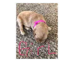 AKC Red Golden Retriever Puppies for Sale - 4
