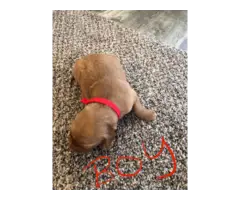AKC Red Golden Retriever Puppies for Sale - 6