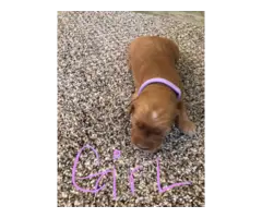 AKC Red Golden Retriever Puppies for Sale - 7