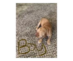 AKC Red Golden Retriever Puppies for Sale - 8