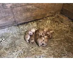 AKC Red Golden Retriever Puppies for Sale - 9