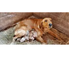 AKC Red Golden Retriever Puppies for Sale - 14