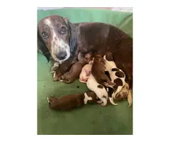 8 Long haired Dachshund babies available