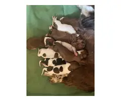 8 Long haired Dachshund babies available - 2