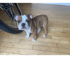 Female English Bulldog puppy for sale - 4