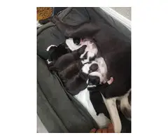 Two females and one male Boston terrier puppies