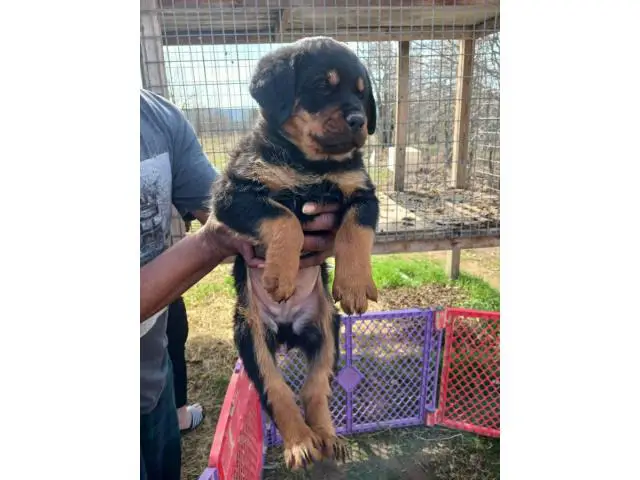 8 weeks old Rottweiler puppies for adoption - 1/11