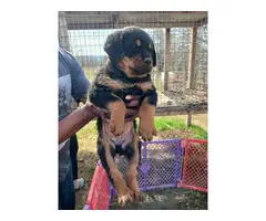 8 weeks old Rottweiler puppies for adoption