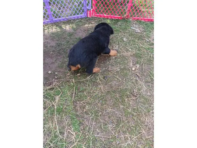 8 weeks old Rottweiler puppies for adoption - 2/11