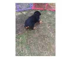 8 weeks old Rottweiler puppies for adoption - 2