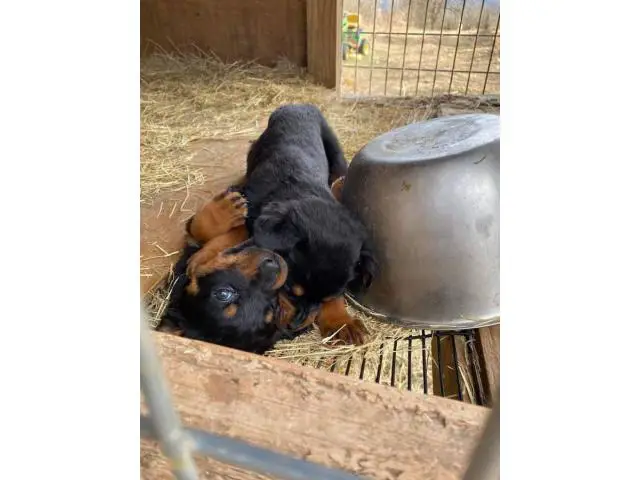 8 weeks old Rottweiler puppies for adoption - 3/11