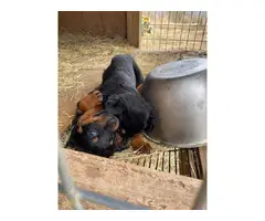 8 weeks old Rottweiler puppies for adoption - 3