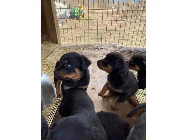 8 weeks old Rottweiler puppies for adoption - 4/11