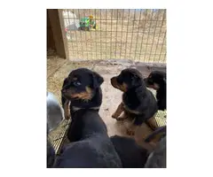 8 weeks old Rottweiler puppies for adoption - 4