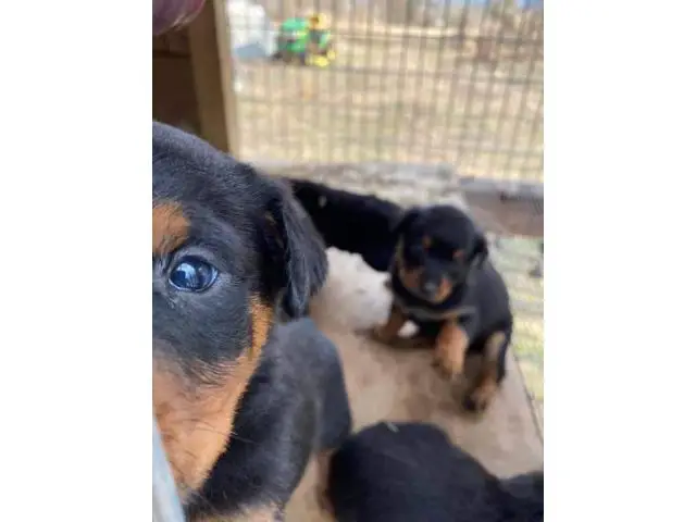 8 weeks old Rottweiler puppies for adoption - 5/11