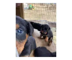 8 weeks old Rottweiler puppies for adoption - 5