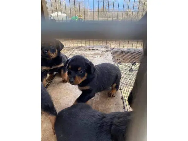 8 weeks old Rottweiler puppies for adoption - 6/11